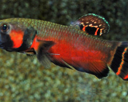 Betta Macrostoma  L