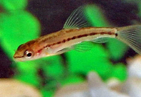 Petruichthys Sp. Rosy M