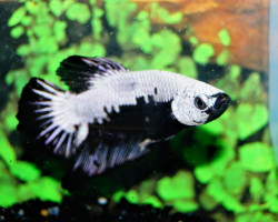 Betta Sp. Plakat Black Samurai Maschio L