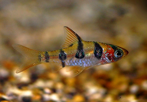 Desmopuntius Rhomboocellatus M