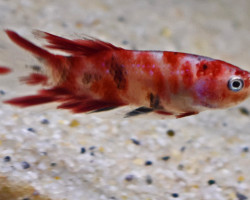 Betta Splendens Koi Plakat Maschio L