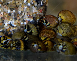 Neritina Sp. Mix S