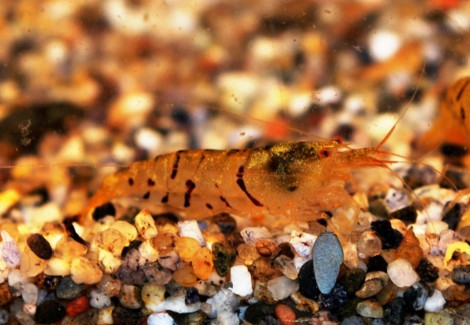 Caridina Serrata M