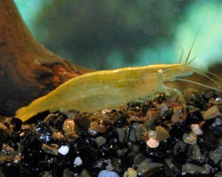 Caridina Babauti Green M