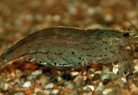 Caridina Multidentata M