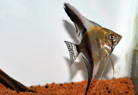 Caridina Multidentata Lime Yellow M