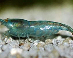 Neocaridina Davidi Blue M