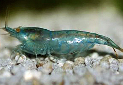 Neocaridina Davidi Blue M