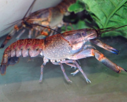 Cherax Quadricarinatus S