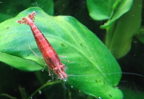 Caridina Denticulata Sinensis S