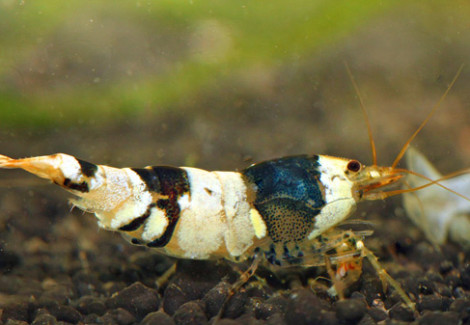 Caridina Sp. Crystal Black M