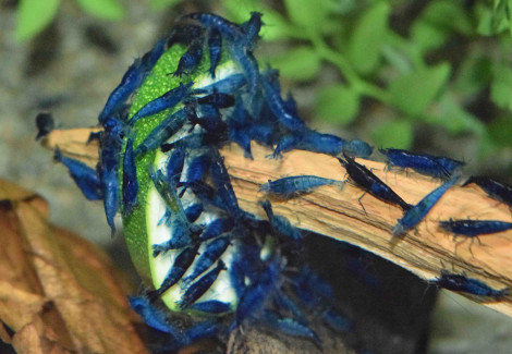 Neocaridina Davidi Blue Velvet M