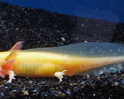 Ambystoma Mexicanum Gold Albino M/L