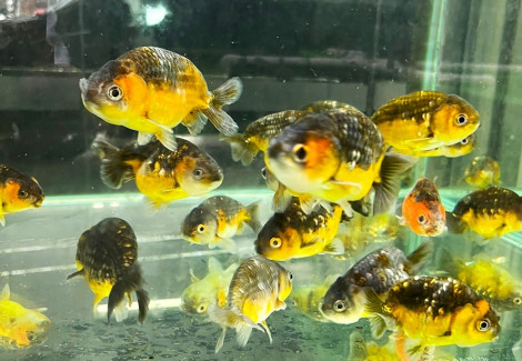 Car. Aur. Ranchu Gold/Black 8/10