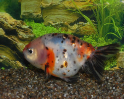 Car. Aur. Ranchu Calico 5/6