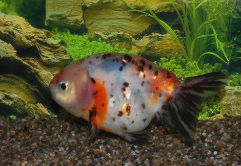 Car. Aur. Ranchu Calico 5/6