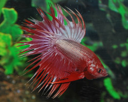 Betta Splendens Dragon Crowntail Maschio Xl