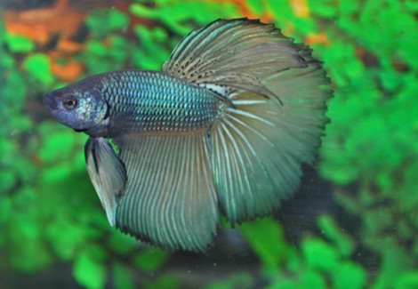 Betta Splendens Super Delta Maschio Xl