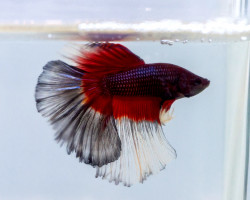 Betta Sp. Half Moon Butterfly Maschio L