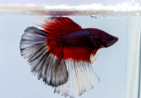 Betta Sp. Half Moon Butterfly Maschio L