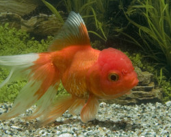 Car. Aur. Red Oranda 5/6