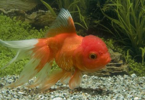 Car. Aur. Red Oranda 8/10