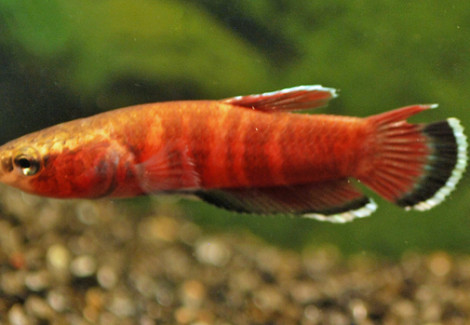 Betta Channoides L