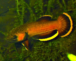 Betta Albimarginata L