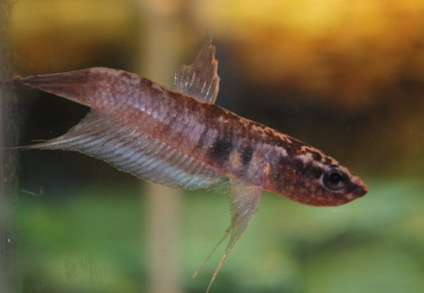 Betta Dimidata M