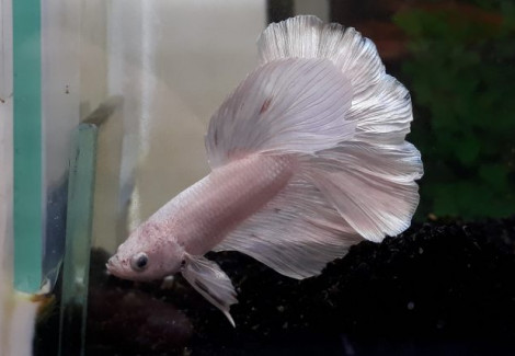 Betta Sp. Half Moon White Maschio L