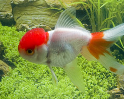 Car. Aur. Red/White Oranda 10/12