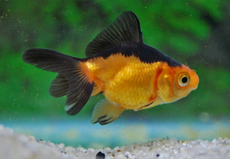 Car. Aur. Red/Black Oranda  5/6