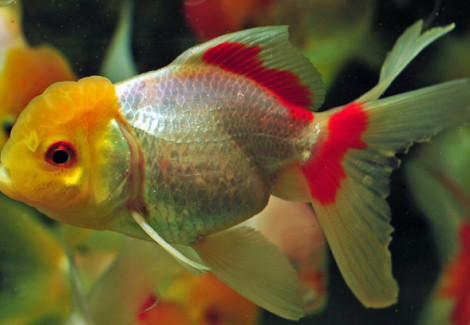 Car. Aur. White Oranda 3/5