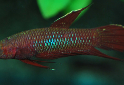 Betta Coccina M