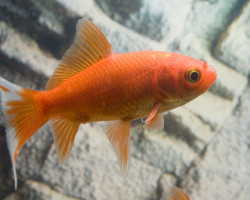 Carassius Auratus Cometa  4/ 7