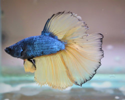 Betta Sp. Halfmoon Mustard Maschio  Xl