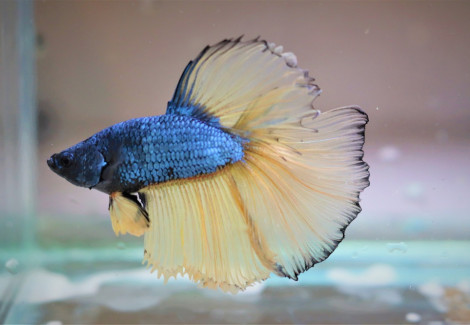 Betta Sp. Halfmoon Mustard Maschio  Xl