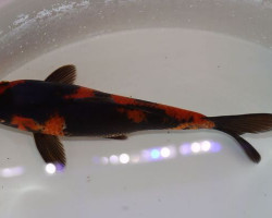 Cyp. Carpio Koi Showa 16/20