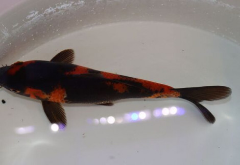 Cyp. Carpio Koi Showa 16/20