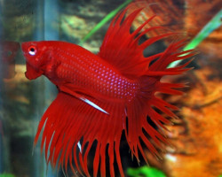 Betta Splendens Crowntail Maschio Xl