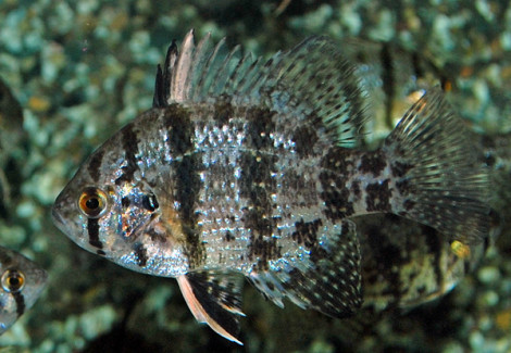 Enneacanthus Chaetodon 4-7Cm