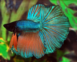 Betta Splendens Half Moon Maschio Xl