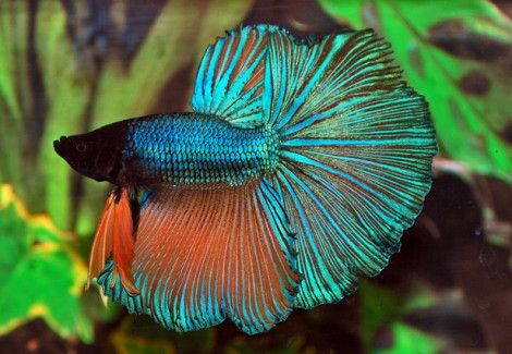 Betta Splendens Half Moon Maschio Xl