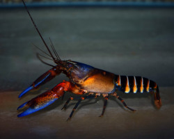 Cherax Pecknyi Blue Claw M