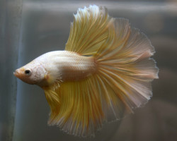 Betta Sp. Halfmoon Gold Maschio L