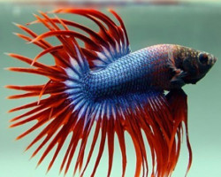 Betta Splendens Crowntail Thai Flag L