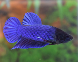 Betta Sp. King Maschio Xl