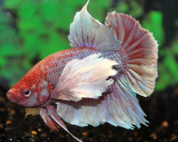 Betta Dumbo Ear Maschio L