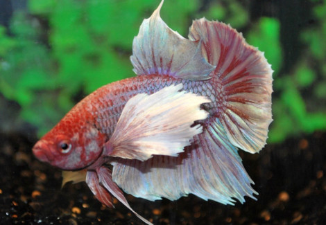 Betta Dumbo Ear Maschio L