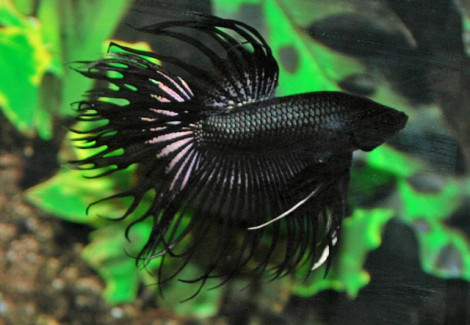 Betta Splendens Black Crowntail Maschio L